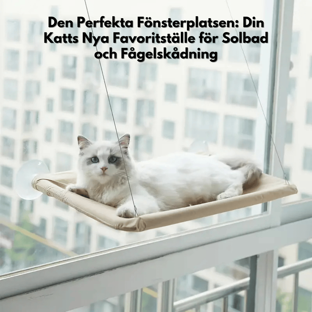 En beige fönsterhängmatta där en vit ragdoll-katt ligger och tittar ut. Texten "Den Perfekta Fönsterplatsen: Din Katts Nya Favoritställe för Solbad och Fågelskådning" finns överst i bilden.